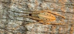Larinia directa