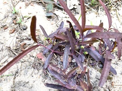 Euphorbia ipecacuanhae