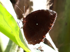 Elymnias hypermnestra