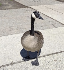 Branta canadensis