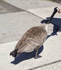 Branta canadensis