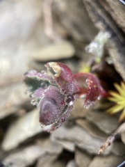 Phedimus subcapitatum