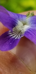Viola affinis