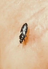 Orius tristicolor