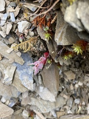 Phedimus subcapitatum