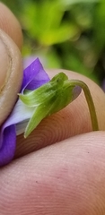 Viola affinis