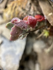 Phedimus subcapitatum