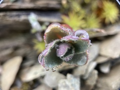 Phedimus subcapitatum