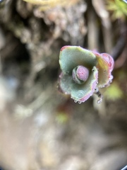 Phedimus subcapitatum