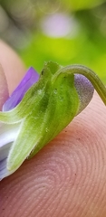 Viola affinis