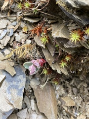 Phedimus subcapitatum