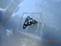 Gnophaela latipennis