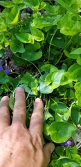 Viola affinis