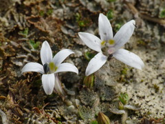 Lobelia perpusilla