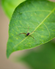 Theridiidae