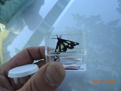 Gnophaela latipennis