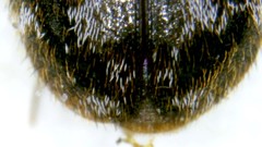 Trogoderma sternale