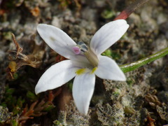 Lobelia perpusilla