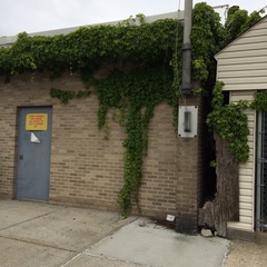 Parthenocissus tricuspidata