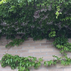 Parthenocissus tricuspidata