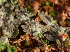 Lobelia perpusilla