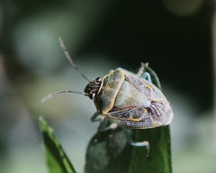 Antestiopsis cederwaldi
