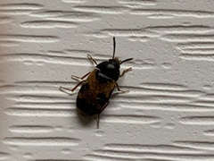 Mycetophagus punctatus