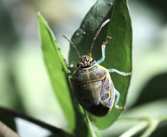 Antestiopsis cederwaldi