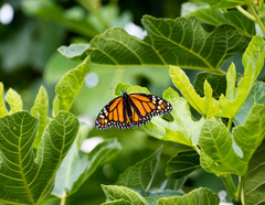 Danaus plexippus