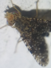 Xanthomyia platyptera