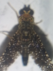 Xanthomyia platyptera