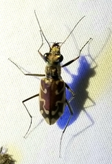 Ellipsoptera macra