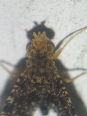 Xanthomyia platyptera