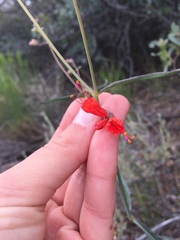 Mirabilis coccinea