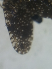 Xanthomyia platyptera