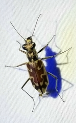 Ellipsoptera macra