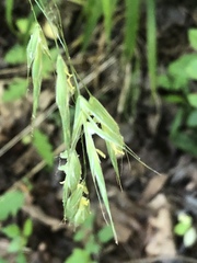 Bromus commutatus