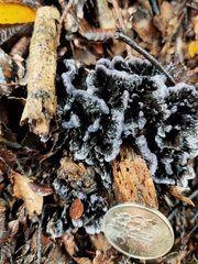 Phellodon sinclairii