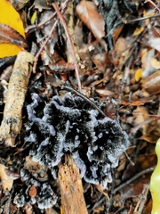 Phellodon sinclairii