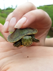 Trachemys scripta elegans