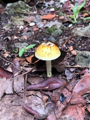 Amanita silvatica