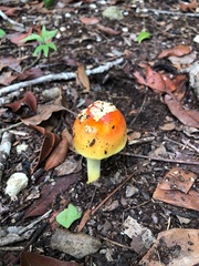 Amanita silvatica