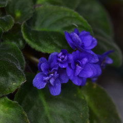 Streptocarpus ionanthus