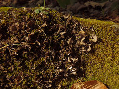 Peltigera evansiana