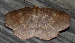 Metarranthis angularia