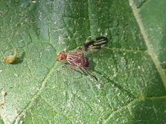 Idana marginata