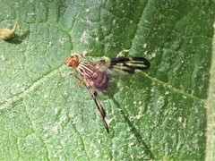 Idana marginata