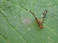Idana marginata
