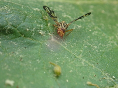 Idana marginata