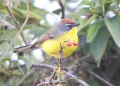 Myioborus brunniceps